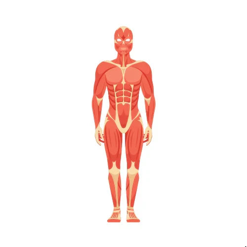 Anatomy Notes