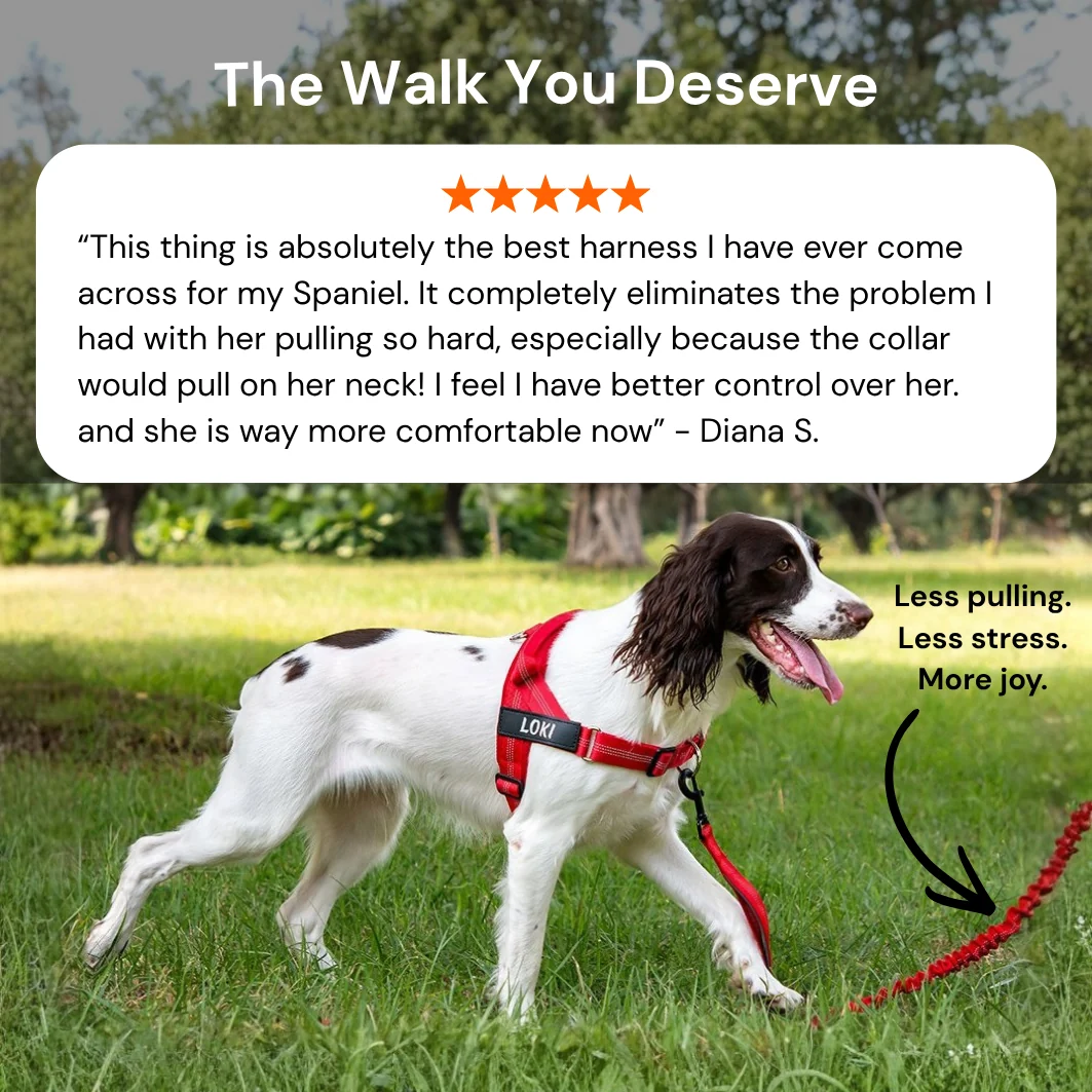 Hoja No Pull Dog Harness